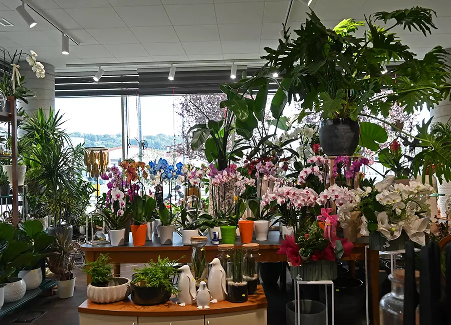 Fioreria a Montebelluno - composizioni floreali e fiori freschi olandesi