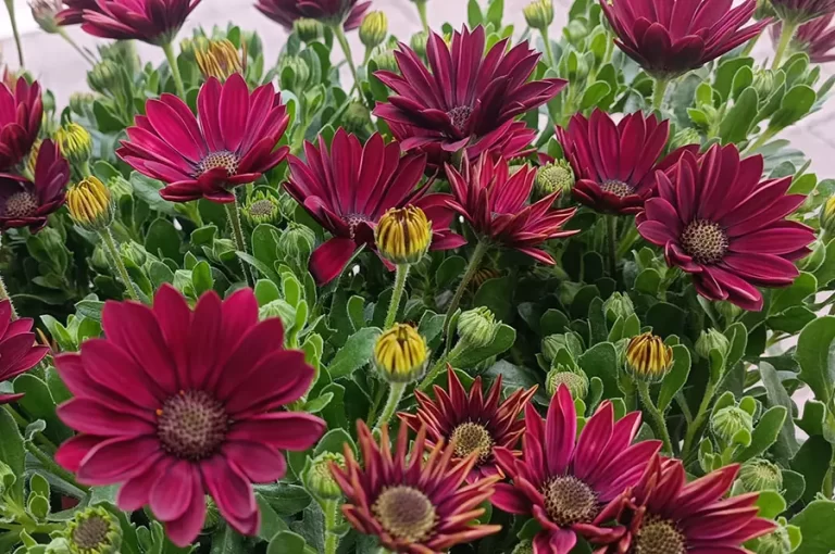oltre il giardino - fioraio a montebelluna